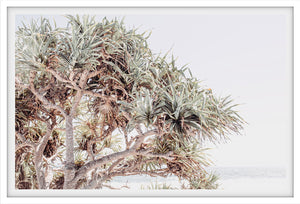 Pandanus Palm
