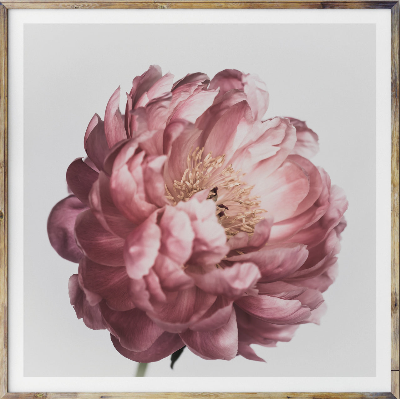 Peony Dreaming Square