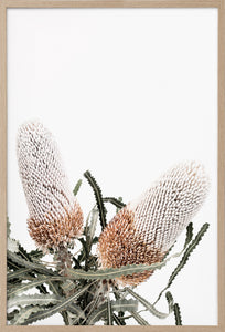 White Banksia 2