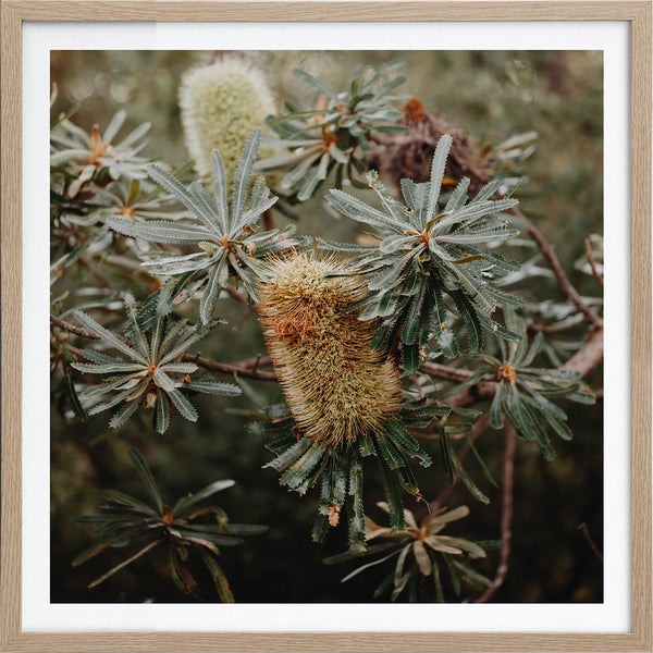 Wild Banksia 1