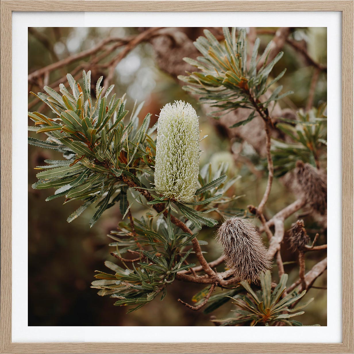 Wild Banksia 2