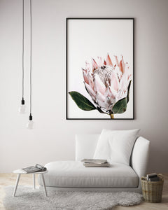 Pretty Protea - White Background