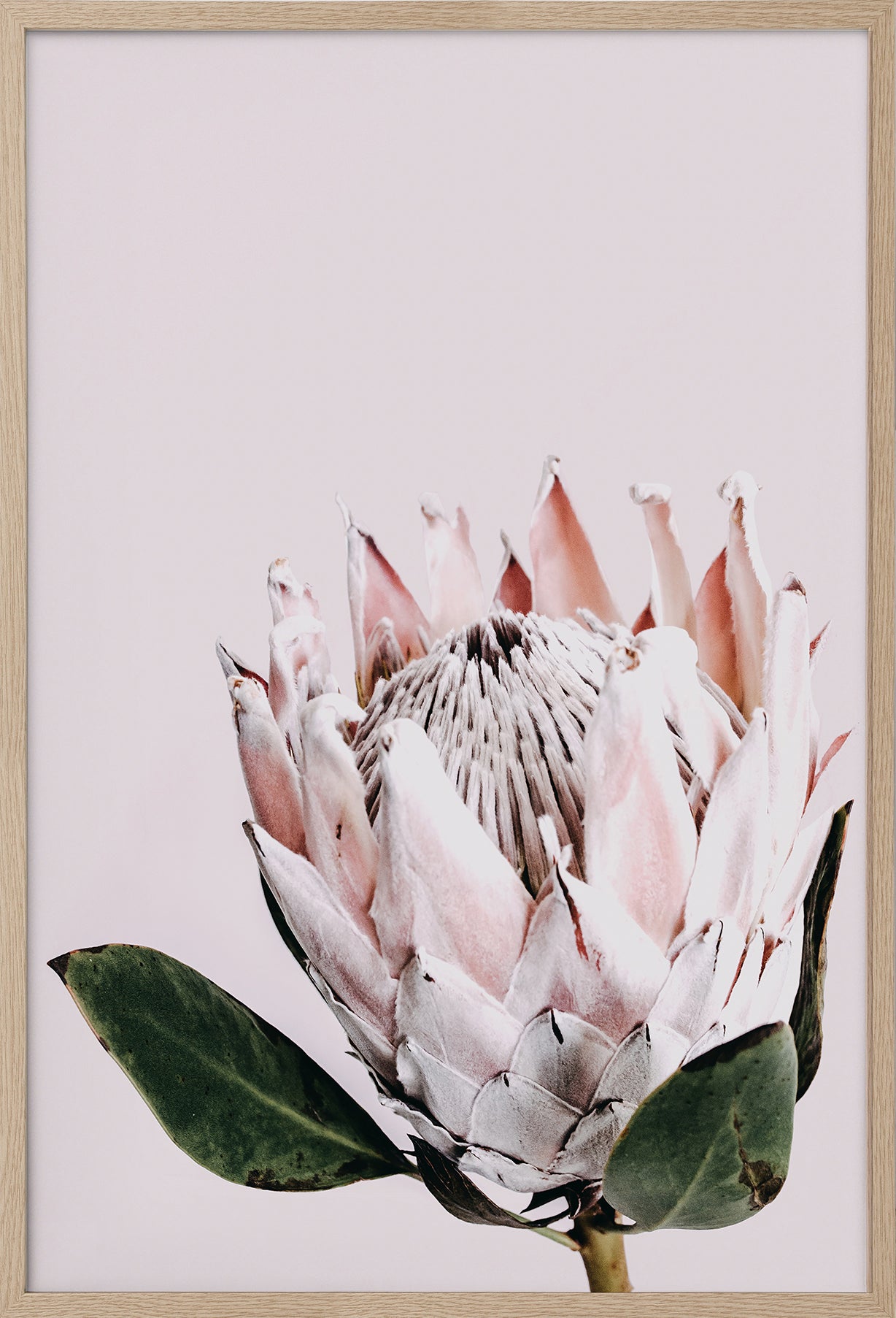 Pretty Protea - Blush Background